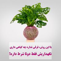 گل خزه با گیاه فیلدندرون پرتقالی|گل و گیاه طبیعی|تهران, باغ فردوس|دیوار