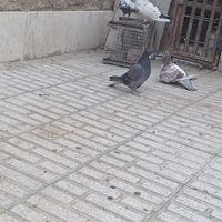 کفتر یکجا با جوجه|پرنده|تهران, شریف‌آباد|دیوار