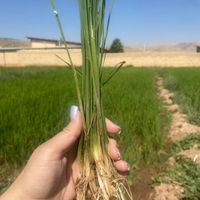 کارشناس برنامه کوددهی باغ و زمین کشاورزی|خدمات باغبانی و درختکاری|اصفهان, مصلی|دیوار