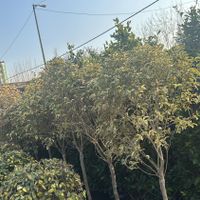 گیاهان زینتی فضای باز برای باغ ، ویلا و حیاط|گل و گیاه طبیعی|تهران, هروی|دیوار