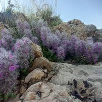 گل پپوک|خوردنی و آشامیدنی|گلبهار, |دیوار