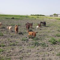 بز گوسفند گاو میش گوساله|حیوانات مزرعه|کرمانشاه, |دیوار