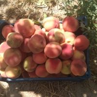 یک-قطعه-باغ-1100-متری