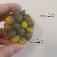 قند و نبات و آبنبات گیاهی|خوردنی و آشامیدنی|دلیجان, |دیوار