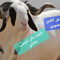 گوسفند اصیل کوهستان کم دنبه کم چربی تضمینی+خونی|حیوانات مزرعه|مشهد, بلوار توس|دیوار