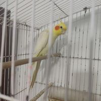 عروس هلندی نر|پرنده|کنارک, |دیوار