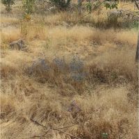 زمین-لواسان-کوچک