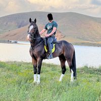 اسب|اسب و تجهیزات اسب‌سواری|تهران, ونک|دیوار