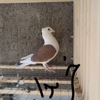 کفتردوکت سرخ دوکت سیاه آلمانی ماده کاکل|پرنده|شیراز, آب جوار|دیوار