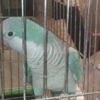 طوطی راهب سخنگو|پرنده|تهران, پاسداران|دیوار