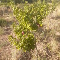 یک قطعه باغ پسته ،بادام و انگور|فروش دفتر صنعتی، کشاورزی، تجاری|تهران, شهرک ولیعصر|دیوار