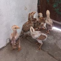 جوجه لاری لفغان|حیوانات مزرعه|گنبد کاووس, |دیوار