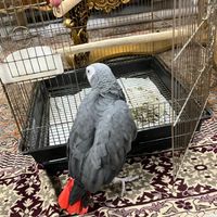 جوجه کاسکو کینگ سایز کلام دار باهوش با قفس و وسایل|پرنده|کرج, آزادگان|دیوار