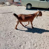 گاو و بزپاکستانی|حیوانات مزرعه|بلوک, |دیوار