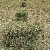 فروش یونجه خشک درجه یک|عمده‌فروشی|گلبهار, |دیوار