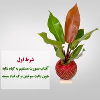 گل خزه با گیاه فیلدندرون پرتقالی|گل و گیاه طبیعی|تهران, باغ فردوس|دیوار