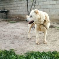 سگ نهبان|سگ|گنبد کاووس, |دیوار