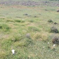 قطعه-زمین-مزروعی-به-متراژ-یک-هکتار