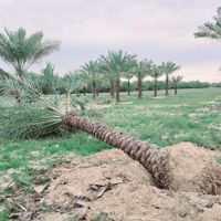 پالم نخل.فنیکس.پالم بادبزنی.باغ.زمین ویلا|خدمات باغبانی و درختکاری|تهران, میرداماد|دیوار