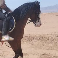 اسب نریان 4 ساله 6 نشان چشم آبی|اسب و تجهیزات اسب‌سواری|تهران, آبشار|دیوار