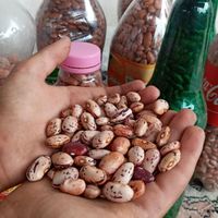 انواع لوبیا|خوردنی و آشامیدنی|املش, |دیوار