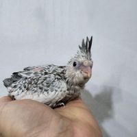 پرورشگاه عروس هلندی سرلاکی سخنگو رام ودستی|پرنده|تهران, ده‌ونک|دیوار
