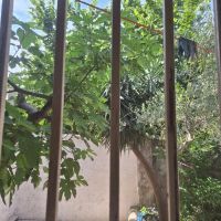 نیمه-دربست-اجاره