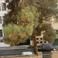 250متر-طاهری-فروشنده-واقعی-زیر-تجاری-دارد