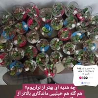 دوره آموزش ساخت انواع تراریوم و ورود به بازار کارش|خدمات آموزشی|تهران, دکتر هوشیار|دیوار