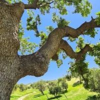 باغ-400-متری-کهمره