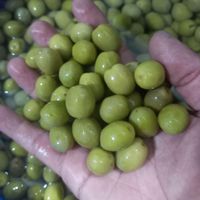 زیتون عمده ارزون|خوردنی و آشامیدنی|تهران, خلیج فارس|دیوار