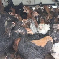 جوجه گلپایگان|حیوانات مزرعه|سلماس, |دیوار