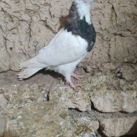 طوقی جوانه|پرنده|صادق آباد, |دیوار