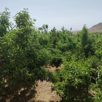 قطعه-زمین-طهرهای-چم-حیدر-2400متر