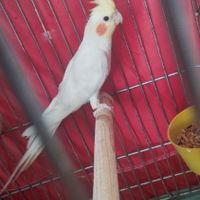 عروس هلندی نر|پرنده|ابهر, |دیوار