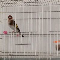 سهره مست|پرنده|نهاوند, |دیوار