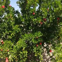 باغ-خونه-سنتی