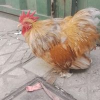 خروس‌کوشین‌ بوف‌ متلد|پرنده|تهران, خانی‌آباد نو|دیوار