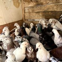 ۴۰ کبوتر بوم|پرنده|داران, |دیوار