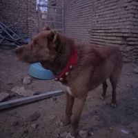 سگ.|سگ|گلپایگان, |دیوار