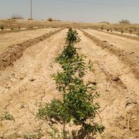 ۵ جریب باغ پسته رشد مطلوب آماده پیوند|فروش دفتر صنعتی، کشاورزی، تجاری|اصفهان, آبشار|دیوار