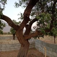زمین-فروشی-تنگ-چنار