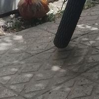 خروس‌کوشین‌ بوف‌ متلد|پرنده|تهران, خانی‌آباد نو|دیوار