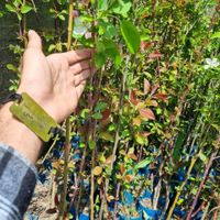 فروش نهال گلابی اسپادانا رقم تجاری و گلدانی|خدمات باغبانی و درختکاری|کوهدشت, |دیوار
