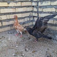 دورگ|پرنده|شوشتر, |دیوار