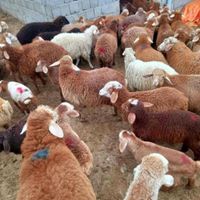 //زنده درتهران گوسفند چابک وچله وبدون پرتی|حیوانات مزرعه|تهران, وردآورد|دیوار