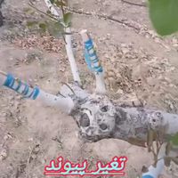 پیوند زنی|خدمات باغبانی و درختکاری|رفسنجان, |دیوار