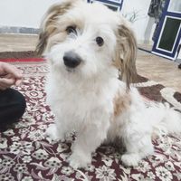 سگ پاکوتاه|سگ|رشت, پل تالشان|دیوار