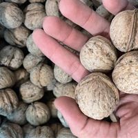 گردوی تویسرکان|خوردنی و آشامیدنی|تهران, خلیج فارس|دیوار