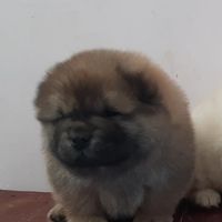 چاوچاوchowchow|سگ|تهران, شهرک شهید باقری|دیوار